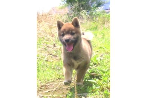 販売中の栃木県の柴犬-396202の3枚目